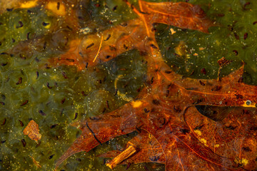 Newly laid frog eggs from European common brown frog, Rana temporaria, in a frog pond in Sibiu,...