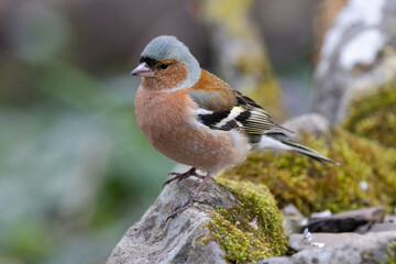 Buchfink (Fringilla coelebs)