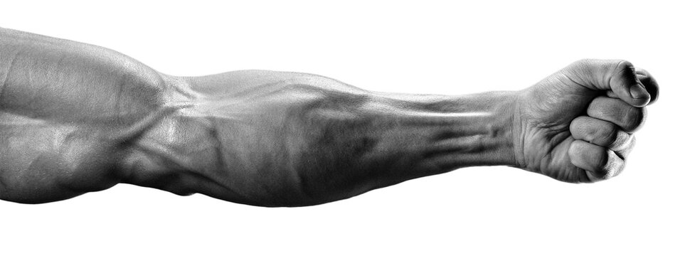 Muscular arm. Black and White Isolated PNG photo of a man's muscular arm tensed in a fist, with visible veins and defined muscles. Power hand