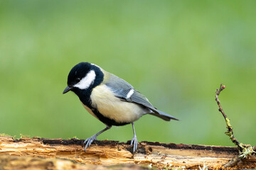 Kohlmeise (Parus major)