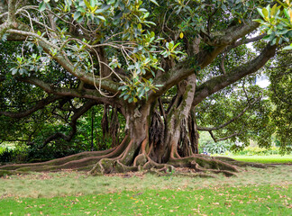 Moreton Bay mature fig tree