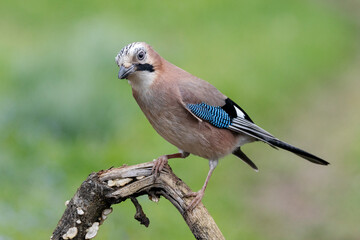 Eichelhäher (Garrulus glandarius)