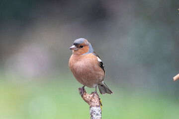 Buchfink (Fringilla coelebs)