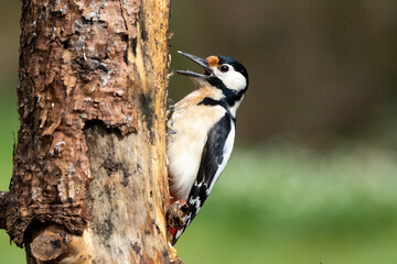 Buntspecht (Dendrocopos major)