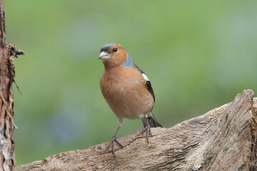 Buchfink (Fringilla coelebs)