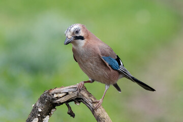 Eichelhäher (Garrulus glandarius)