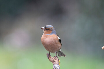 Buchfink (Fringilla coelebs)