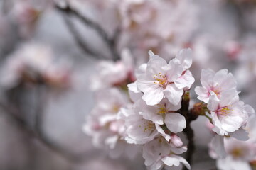 桜の花のはかなき思い