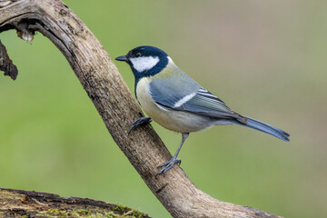 Kohlmeise (Parus major)