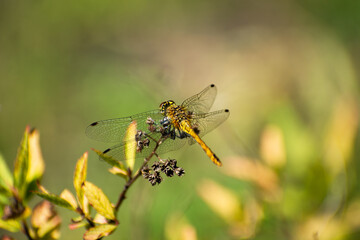 One yellow dragonfly sitting on a plant