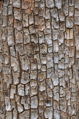 Textured graphic natural background : vertical closeup view of dipterocarpus alatus tropical tree bark, Thailand