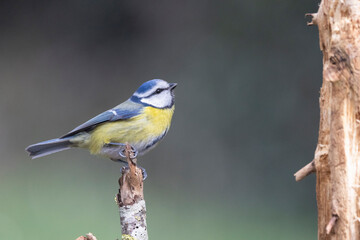 Blaumeise&nbsp;(Cyanistes caeruleu)