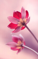 Wiosenne kwiaty - Tulipany botaniczne