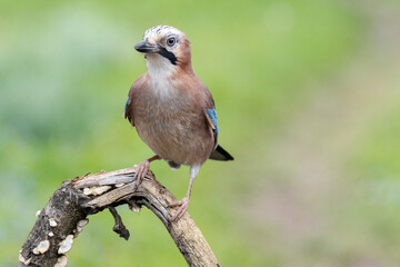 Eichelhäher (Garrulus glandarius)