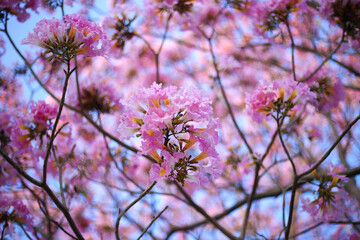 Spring Cherry blossoms, pink flowers. Beautiful nature spring background with a branch of blooming