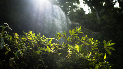waterfall in the tropical jungle, green array, ferns, palm trees, blurred background, sunlight