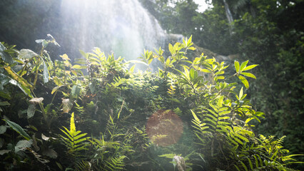 waterfall in the tropical jungle, green array, ferns, palm trees, blurred background, sunlight