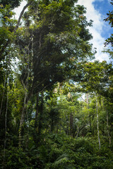 Obraz premium powerful tropical jungle, green massif, ferns, palm trees, sunlight, vertical image