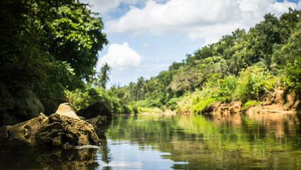 Fototapeta na wymiar a river in a tropical jungle, a green array, ferns, palm trees, sunlight