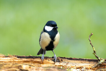 Kohlmeise (Parus major)