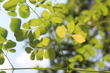Moringa contains antioxidants, vitamins and minerals, including Vitamin B6, Vitamin B2, Vitamin C, Vitamin A, iron, and Magnesium.