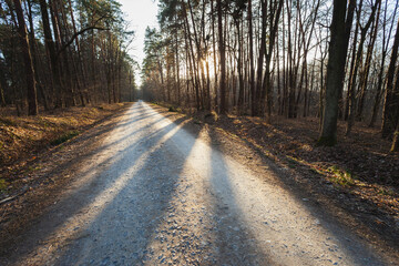 Shadows on the road through the forest