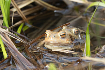 Erdkröte (Bufo bufo)