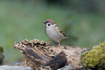 Feldsperling oder Feldspatz (Passer montanus)