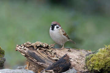 Feldsperling&nbsp;oder&nbsp;Feldspatz&nbsp;(Passer montanus)