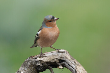 Buchfink (Fringilla coelebs)