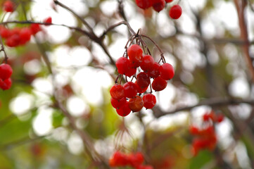 Red ripe bunch of rowan with green rowan leaves