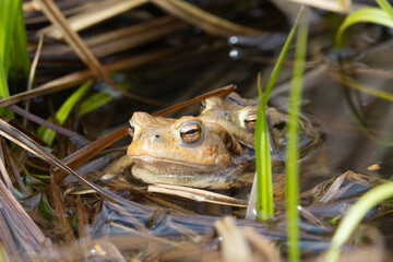 Erdkröte (Bufo bufo)