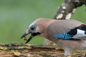 Eichelhäher (Garrulus glandarius)