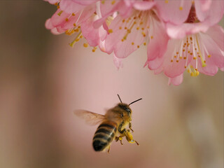 Bienen und Blüten - Nahaufnahme einer Biene, die an einem sonnigen Tag Pollen auf einer Blüte sammelt. Sommer- und Frühlingsblumen