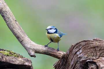 Naklejka premium Blaumeise&nbsp;(Cyanistes caeruleu)