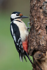 Buntspecht (Dendrocopos major)