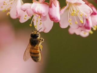 Bienen und Blüten - Nahaufnahme einer Biene, die an einem sonnigen Tag Pollen auf einer Blüte...