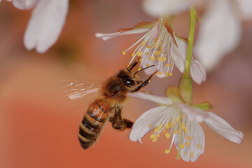 Bienen und Blüten - Nahaufnahme einer Biene, die an einem sonnigen Tag Pollen auf einer Blüte sammelt. Sommer- und Frühlingsblumen