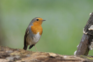 Rotkehlchen (Erithacus rubecula)