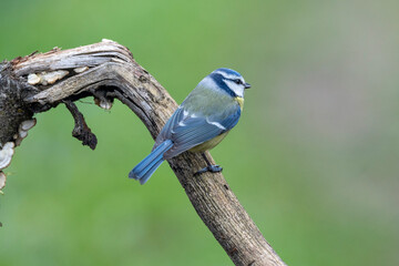 Blaumeise (Cyanistes caeruleu)