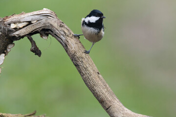 Tannenmeise (Periparus ater)