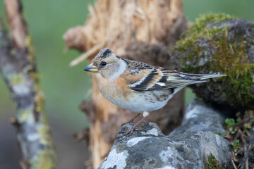 Bergfink (Fringilla montifringilla)