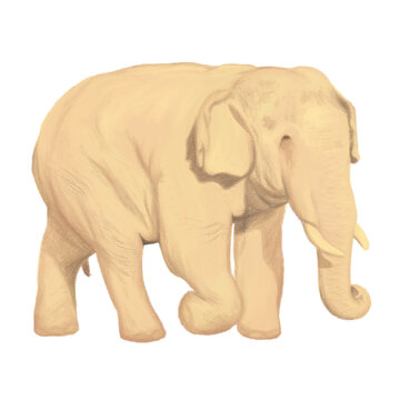 Asian elephant illustration