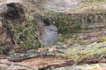 Heckenbraunelle (Prunella modularis)
