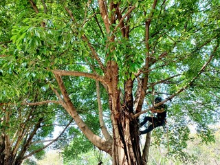  Tree worker to the tree top for tree removal. 
