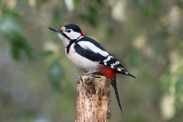 Buntspecht (Dendrocopos major)
