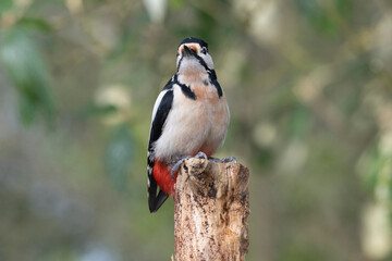 Buntspecht (Dendrocopos major)