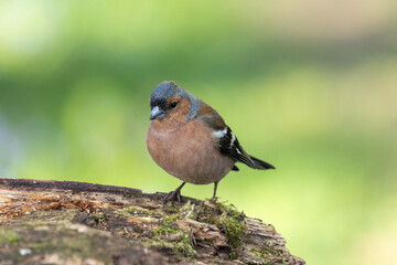 Buchfink (Fringilla coelebs)