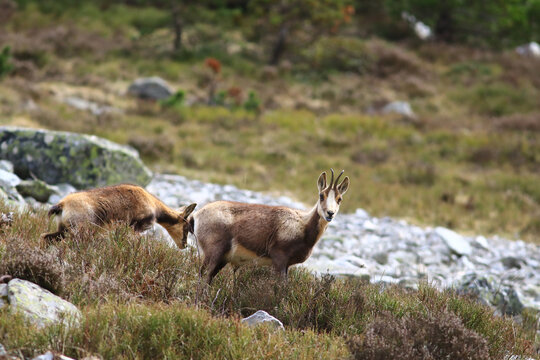 Isard des Pyr&eacute;n&eacute;es &agrave; la sortie de l'hiver