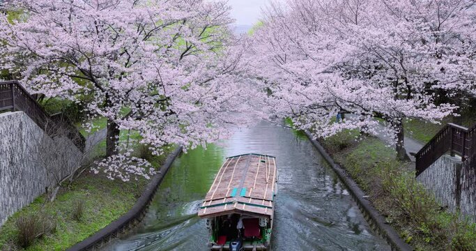 十石舟と桜の共演